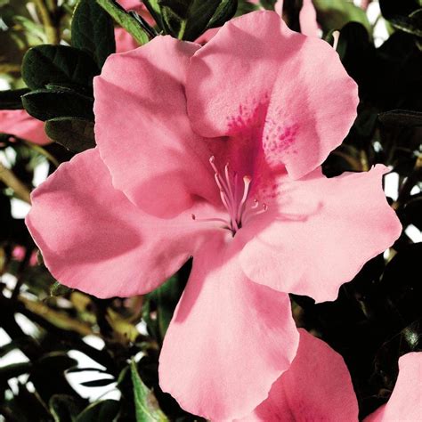 azalea home depot|who sells encore azaleas.